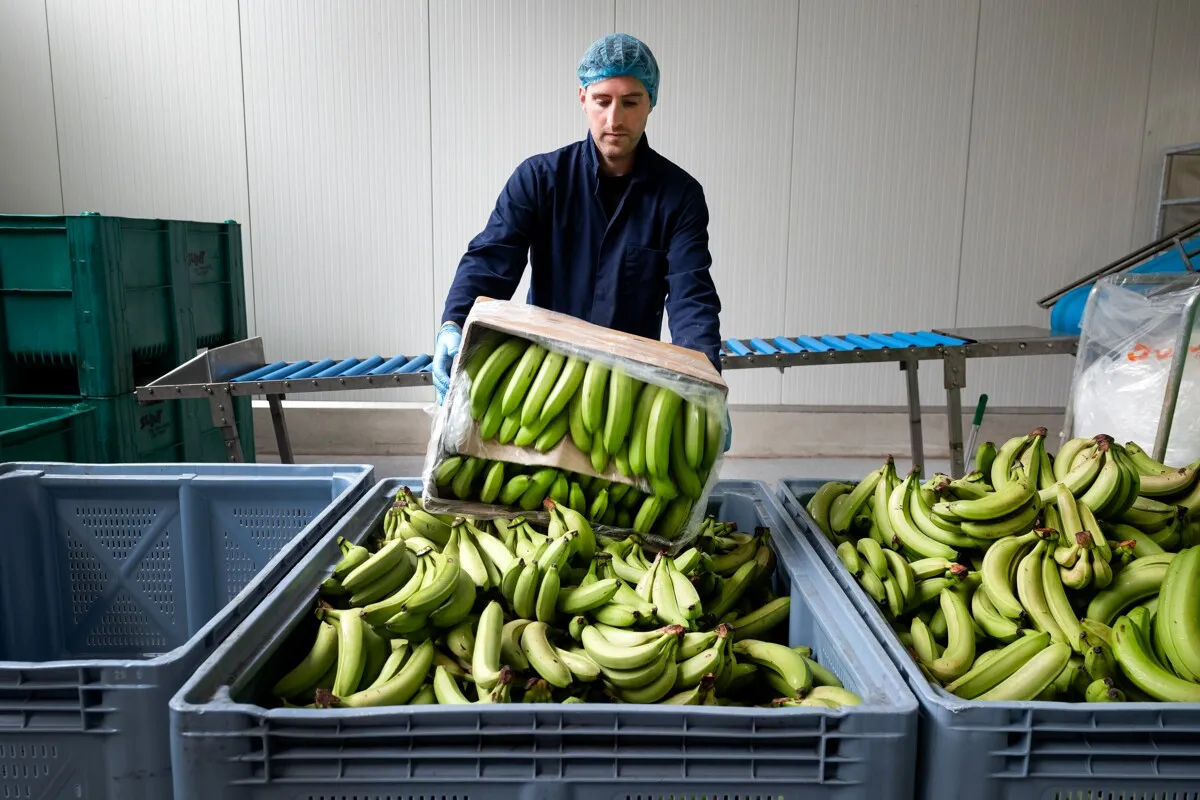 Banana rescue operation: Europe throws away 255,000 tons while others manage food better