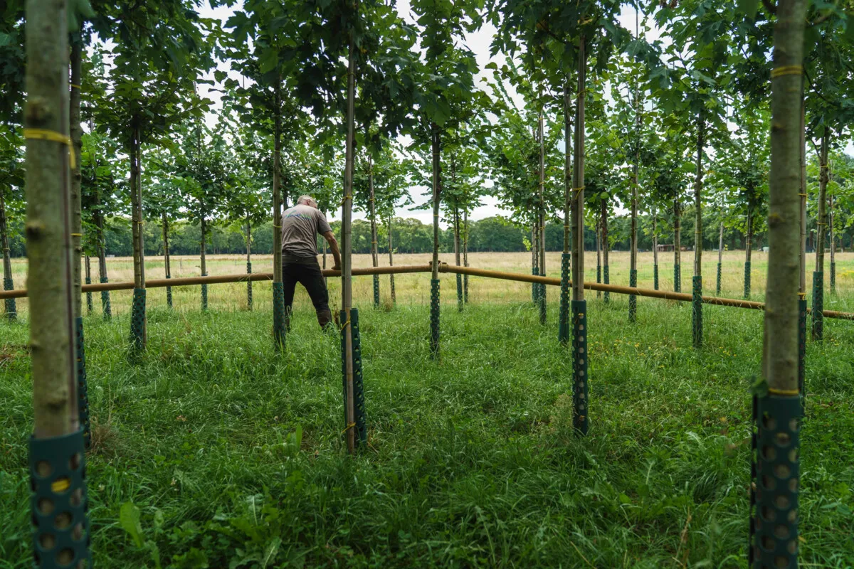 The Sacred Wood of the Anne Frank Tree — What They're Not Telling Us